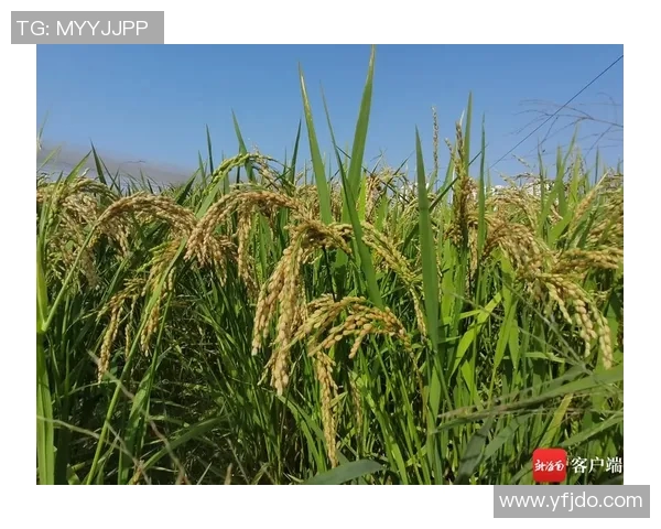 因莫比莱效果持续，胶州市成功引进全毒蒿胺水稻品种